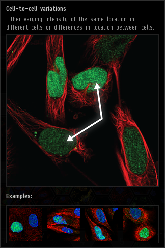 cell-to-cell_varialtions.png