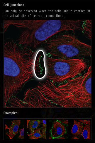 cell_junctions.png