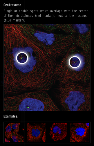 centrosome.png