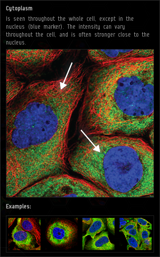 cytoplasm.png