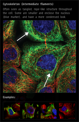 cytoskeleton_intermediate_filaments.png