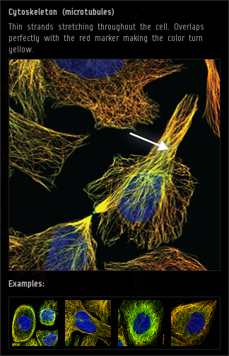 cytoskeleton_microtubules.png