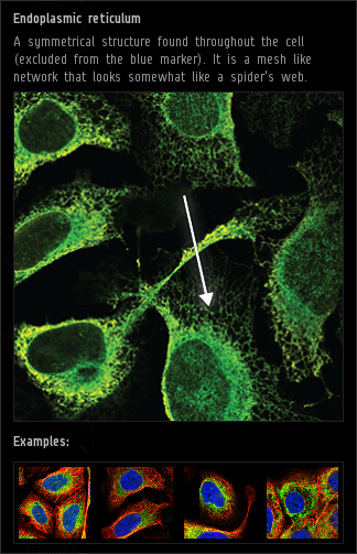 endoplasmic_reticulum.png