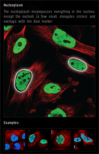 nucleoplasm.png