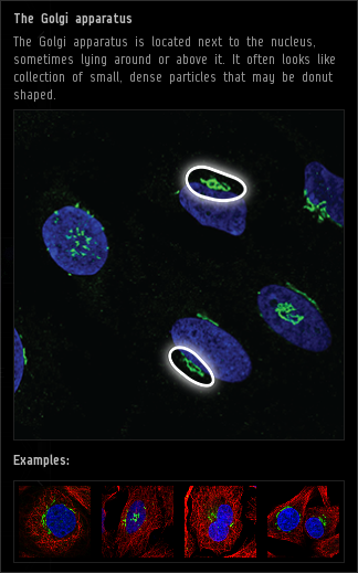 the_golgi_apparatus.png