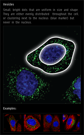 vesicles.png