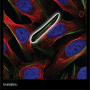 cytoskeleton_actin_filaments.png