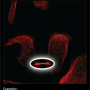 cytoskeleton_cytokinetic_bridge.png