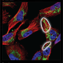 mitochondria.png