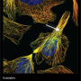 cytoskeleton_microtubules.png