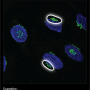 the_golgi_apparatus.png